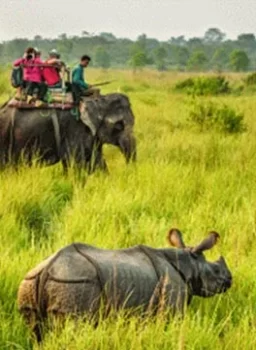 Jungle Safari